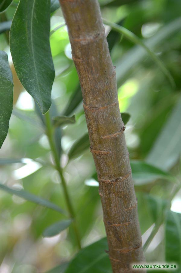 Strauchiges Hasenohr / Bupleurum fruticosum / Borke Familie: