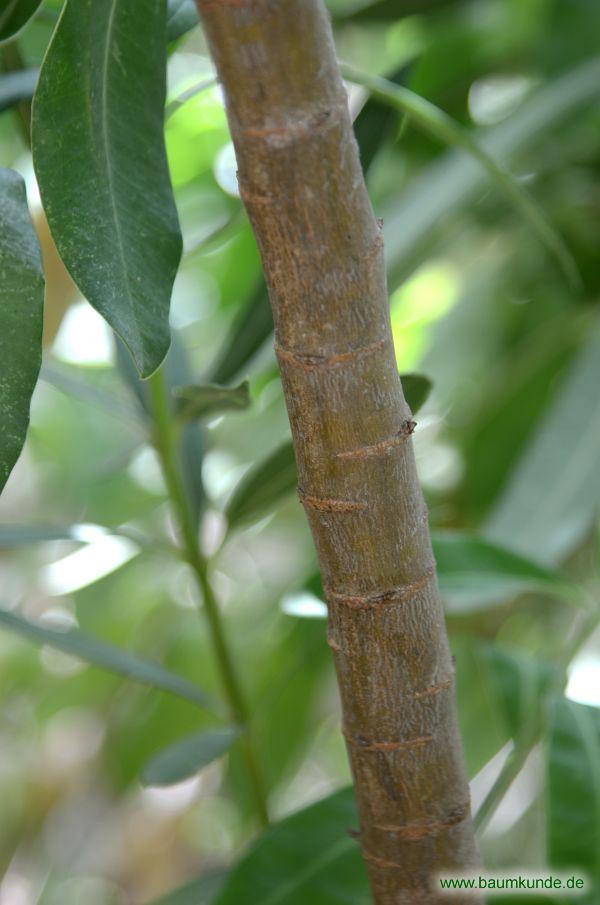 Strauchiges Hasenohr / Bupleurum fruticosum / Borke Familie: 