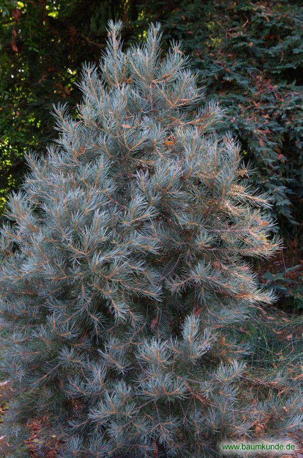 Einnnadelige Kiefer / Pinus monophylla / Habitus Familie: Pinaceae