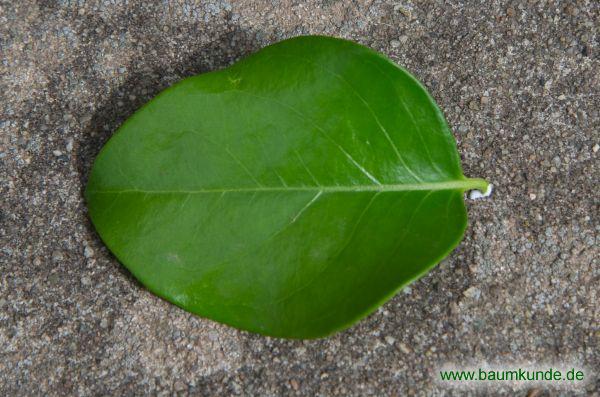 Karandapflaume / Carissa edulis / Blatt / Blattoberseite Familie: Apocynaceae