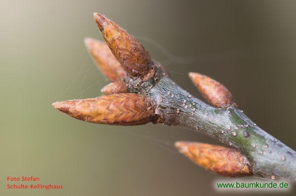 Mispelblättrige Eiche / Quercus petraea Mespilifolia Group / Knospen vergrößert, kurz vor Austrieb Familie: Fagaceae