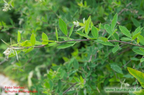 Thunbergs Buschklee / Lespedeza thunbergii / Zweig Familie: Fabaceae