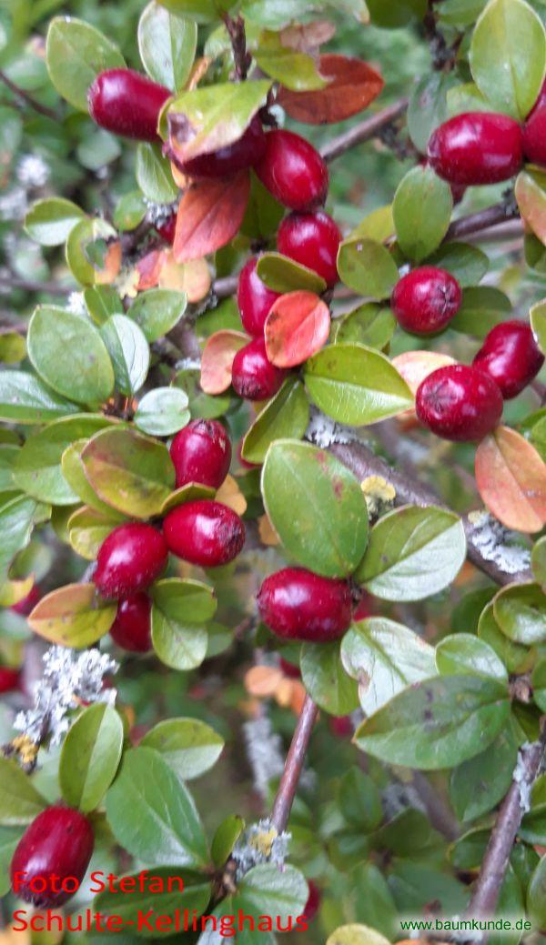 Sparrige Zwergmispel / Cotoneaster divaricatus / Zweig mit Früchten Familie: Rosaceae