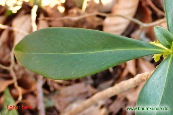 Lorbeer-Seidelbast / Daphne laureola / Blatt / Blattoberseite Familie: Thymelaeaceae