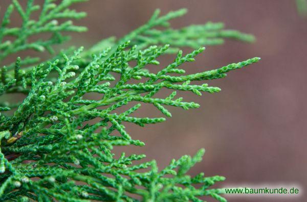 Pfitzers Wacholder / Juniperus x pfitzeriana / Zweig Familie: Cupressaceae